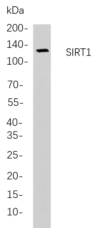 SIRT1 Rabbit Monoclonal Antibody - Size: 100µL