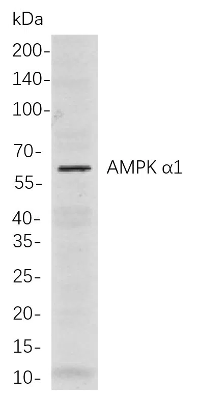 AMPK a1 Rabbit Monoclonal Antibody - Size: 200µL