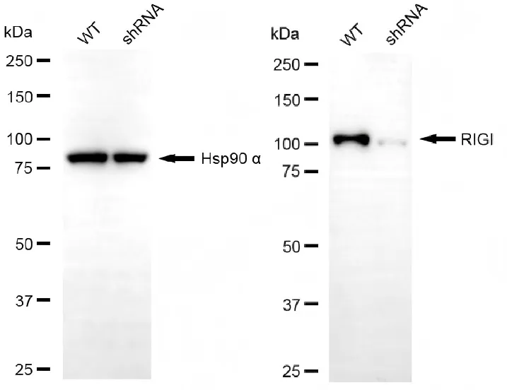 KD-Validated RNA Sensor RIG-I Recombinant Rabbit Monoclonal Antibody
