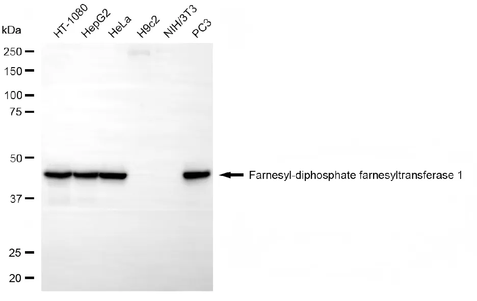 WesternBlot(WB) - KD-Validated FDFT1 Mouse Monoclonal Antibody KVAb00007