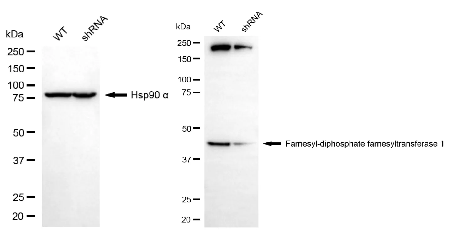 WesternBlot(WB) - KD-Validated FDFT1 Mouse Monoclonal Antibody KVAb00007