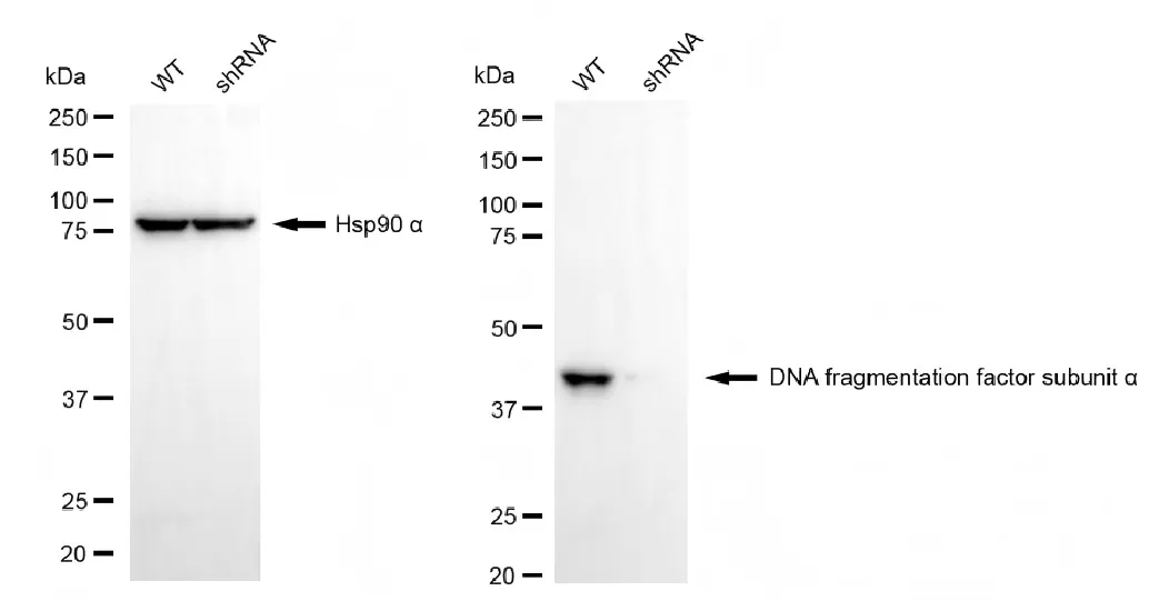KD-Validated DFFA Recombinant Rabbit Monoclonal Antibody