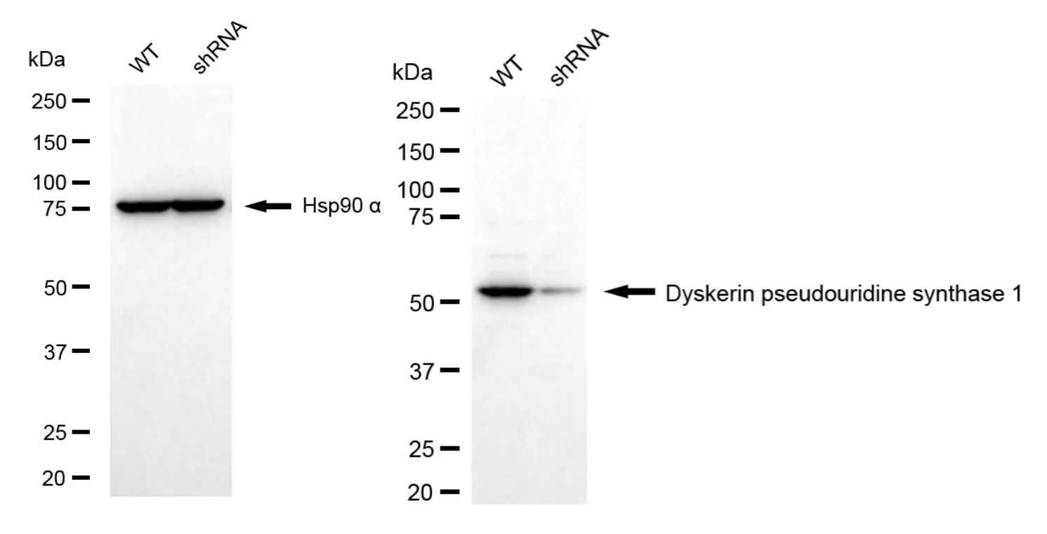 WesternBlot(WB) - KD-Validated Dyskerin Pseudouridine Synthase 1 Recombinant Rabbit Monoclonal Antibody KVAb00009
