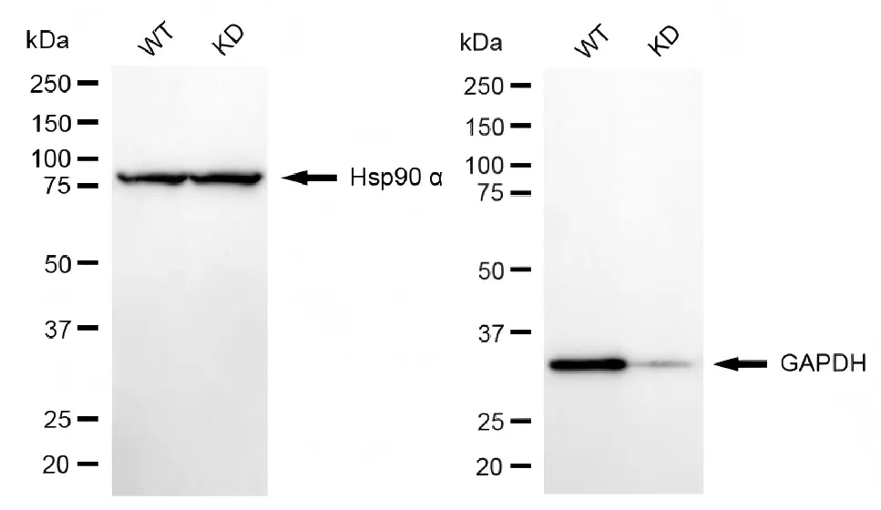KD-Validated GAPDH Recombinant Rabbit Monoclonal Antibody