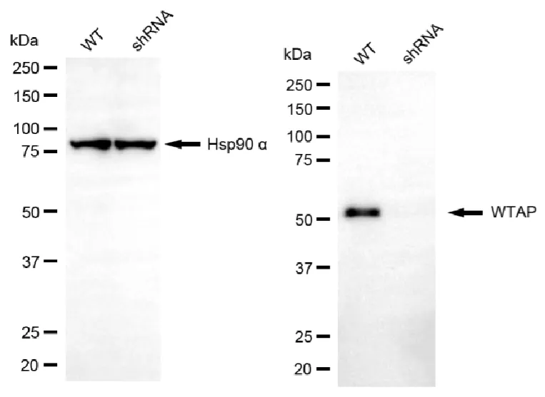 KD-Validated WTAP Mouse Monoclonal Antibody