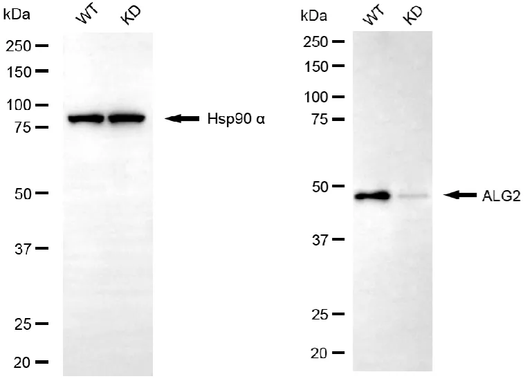 KD-Validated ALG2 Mouse Monoclonal Antibody