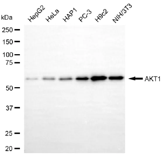 WesternBlot(WB) - KO-Validated AKT Serine/Threonine Kinase 1 Recombinant Rabbit Monoclonal Antibody KVAb00032