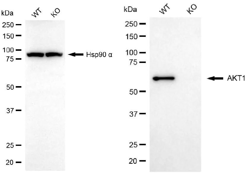 WesternBlot(WB) - KO-Validated AKT Serine/Threonine Kinase 1 Recombinant Rabbit Monoclonal Antibody KVAb00032