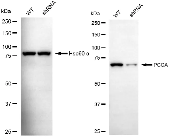 KD-Validated PCCA Mouse Monoclonal Antibody