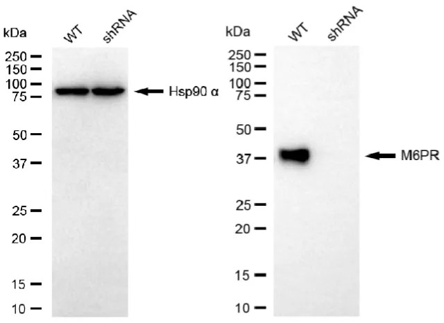 KD-Validated M6PR Mouse Monoclonal Antibody