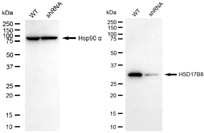 KD-Validated HSD17B8 Mouse Monoclonal Antibody