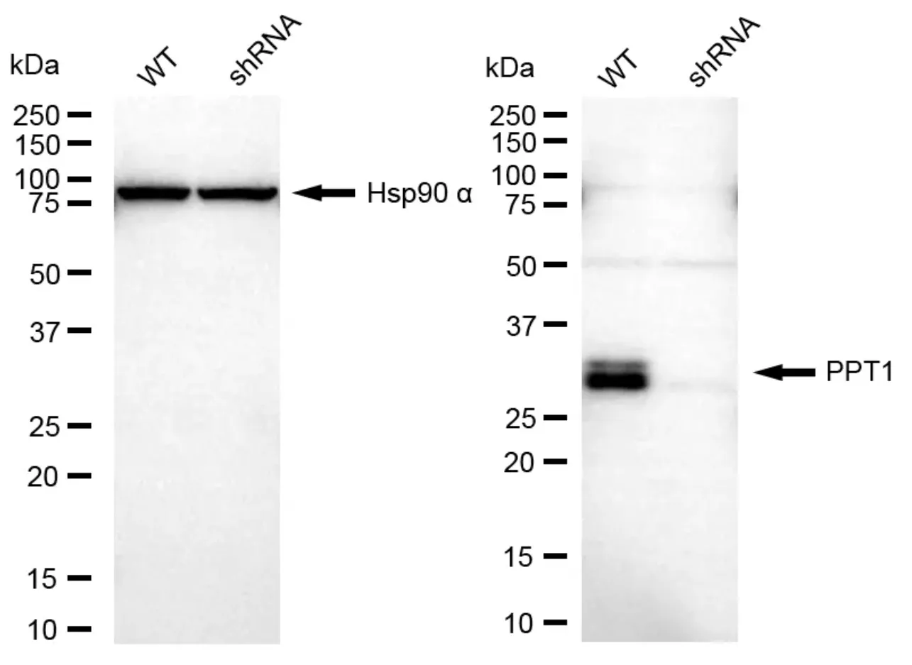 KD-Validated PPT1 Mouse Monoclonal Antibody