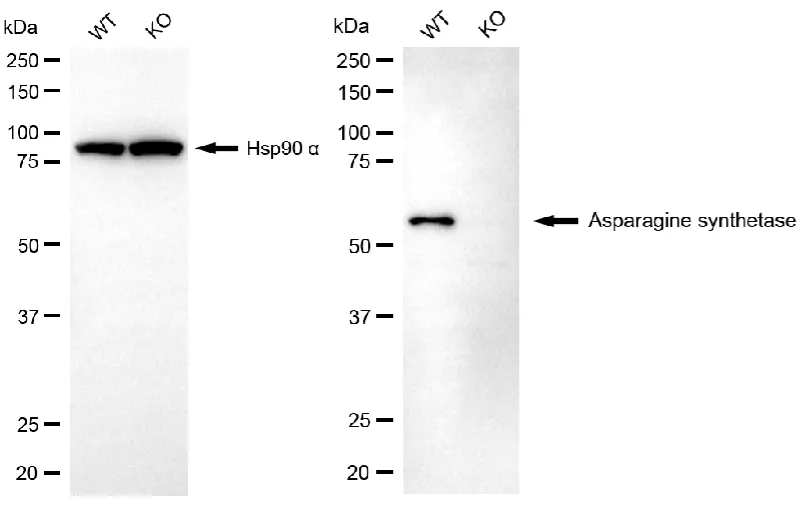 WesternBlot(WB) - KO-Validated Asparagine Synthetase Recombinant Rabbit Monoclonal Antibody KVAb00057