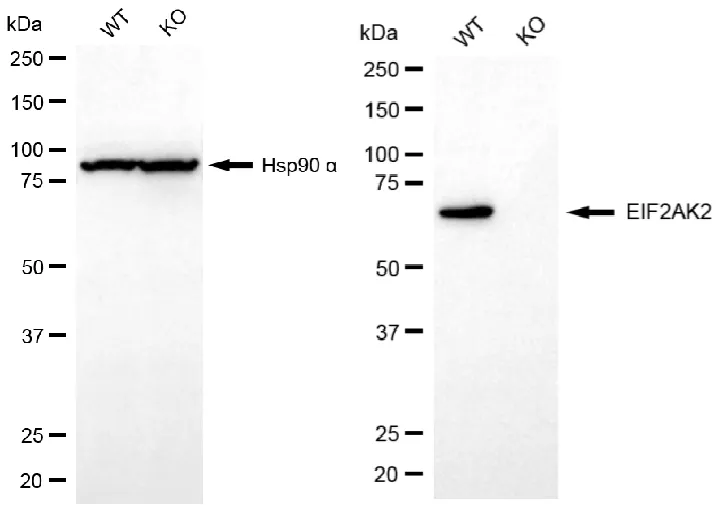 KO-Validated EIF2AK2 Recombinant Rabbit Monoclonal Antibody