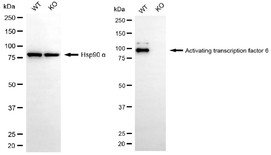 KO-Validated ATF6 Recombinant Rabbit Monoclonal Antibody