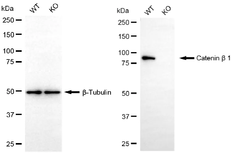 WesternBlot(WB) - KO-Validated Catenin Beta 1 Mouse Monoclonal Antibody KVAb00075