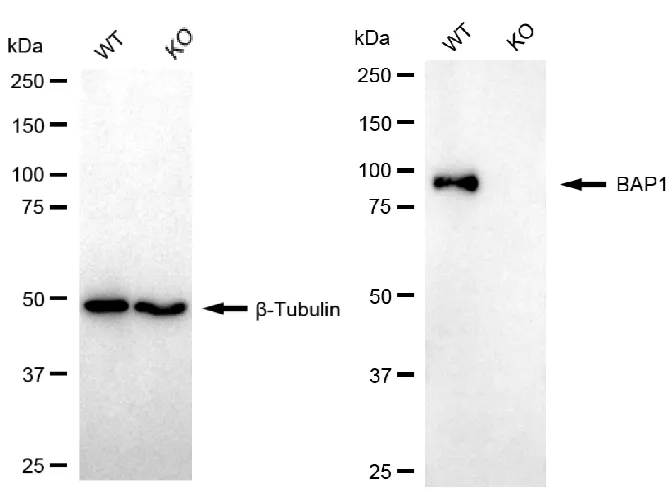 KO-Validated BAP1 Recombinant Rabbit Monoclonal Antibody