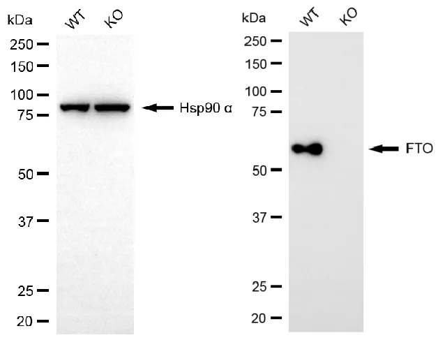 KO-Validated FTO Recombinant Rabbit Monoclonal Antibody