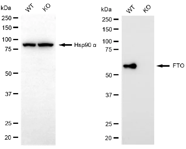 KO-Validated FTO Recombinant Rabbit Monoclonal Antibody