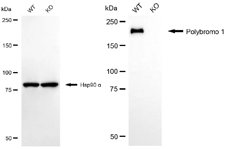 KO-Validated Polybromo 1 Recombinant Rabbit Monoclonal Antibody