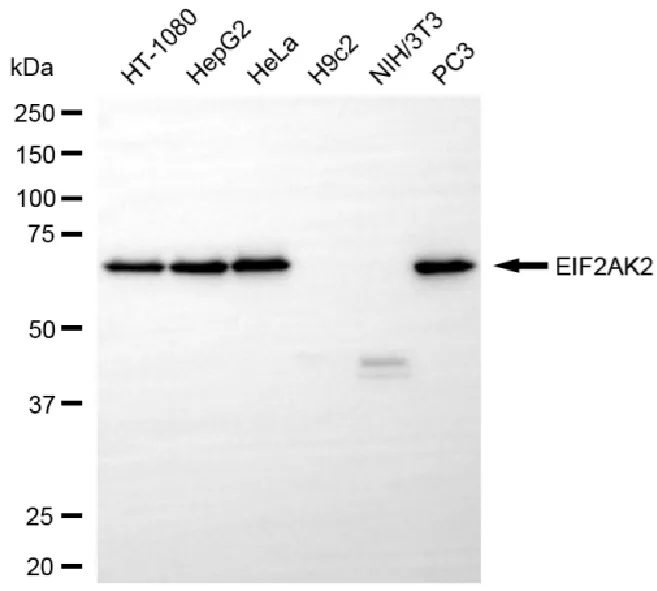 WesternBlot(WB) - KO-Validated EIF2AK2 Recombinant Rabbit Monoclonal Antibody KVAb00086