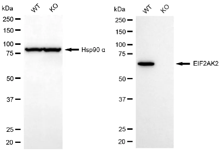 WesternBlot(WB) - KO-Validated EIF2AK2 Recombinant Rabbit Monoclonal Antibody KVAb00086