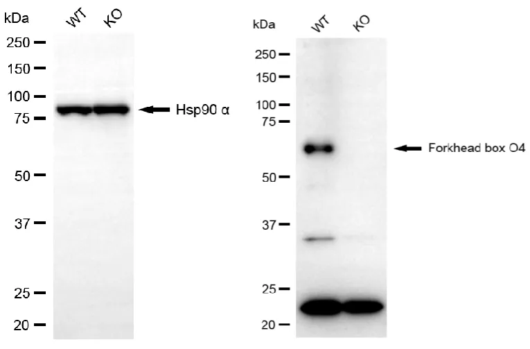 KO-Validated Forkhead Box O4 Recombinant Rabbit Monoclonal Antibody