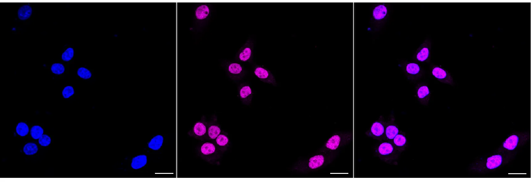 Immunocytochemistry(ICC) - KO-Validated PMS2 Recombinant Rabbit Monoclonal Antibody KVAb00099