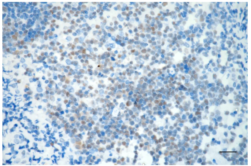 Immunohistochemistry(IHC) - KO-Validated PMS2 Recombinant Rabbit Monoclonal Antibody KVAb00099