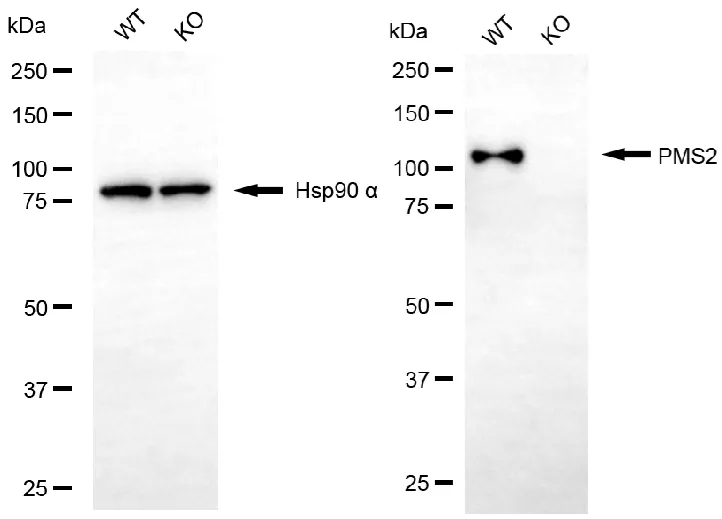 WesternBlot(WB) - KO-Validated PMS2 Recombinant Rabbit Monoclonal Antibody KVAb00099