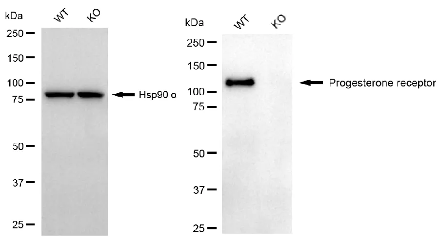 KO-Validated Progesterone Receptor Recombinant Rabbit Monoclonal Antibody