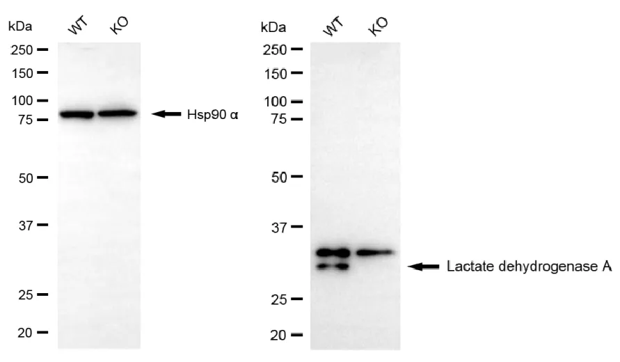KO-Validated Lactate Dehydrogenase A Recombinant Rabbit Monoclonal Antibody