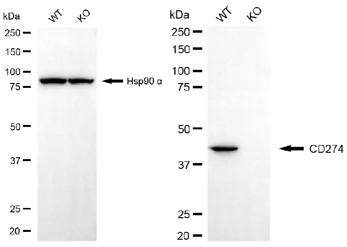 KO-Validated CD274 Recombinant Rabbit Monoclonal Antibody