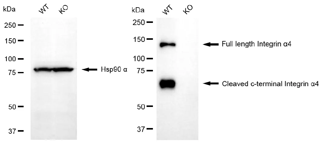 KO-Validated Integrin Subunit Alpha 4 Recombinant Rabbit Monoclonal Antibody