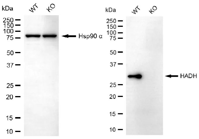 KO-Validated HADH Mouse Monoclonal Antibody