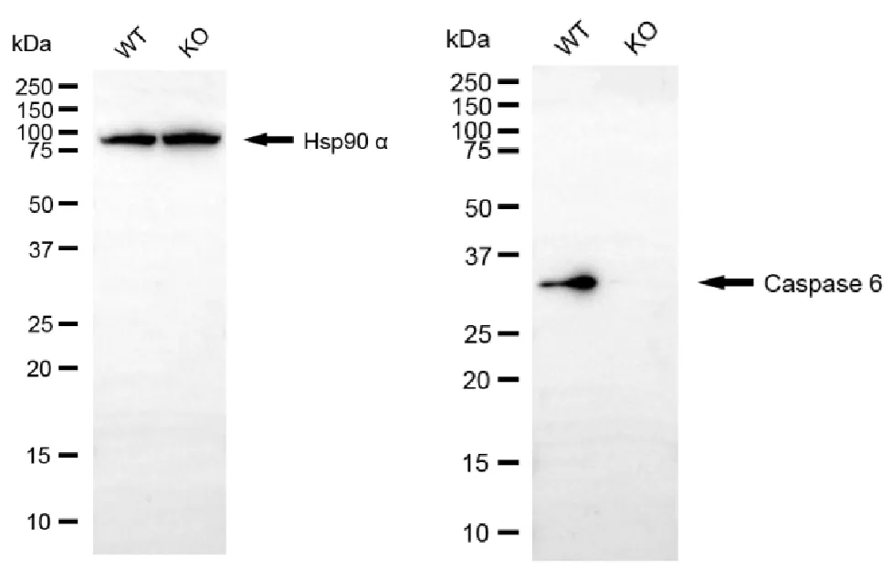 KO-Validated Caspase 6 Recombinant Rabbit Monoclonal Antibody