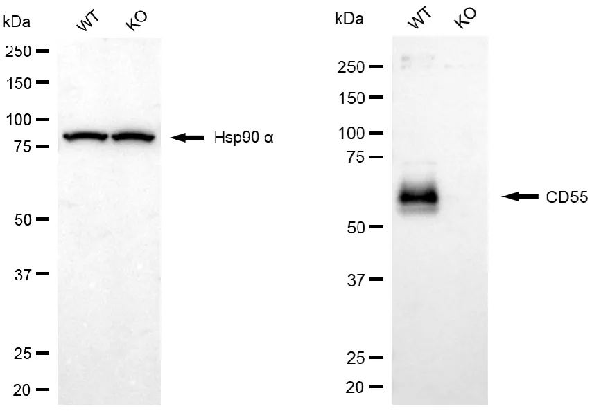 KO-Validated CD55 Recombinant Rabbit Monoclonal Antibody