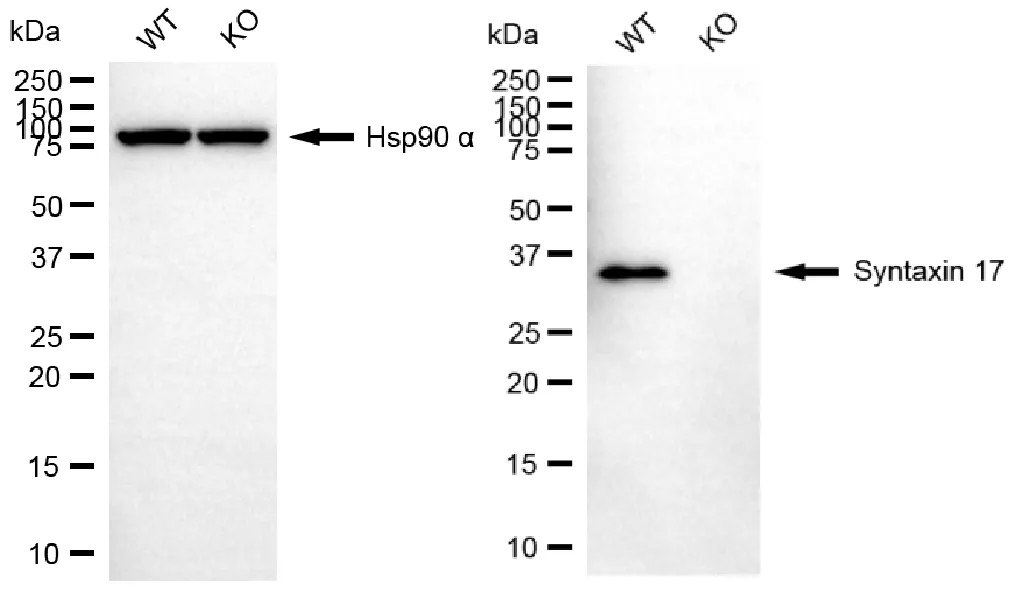 KO-Validated Syntaxin 17 Mouse Monoclonal Antibody