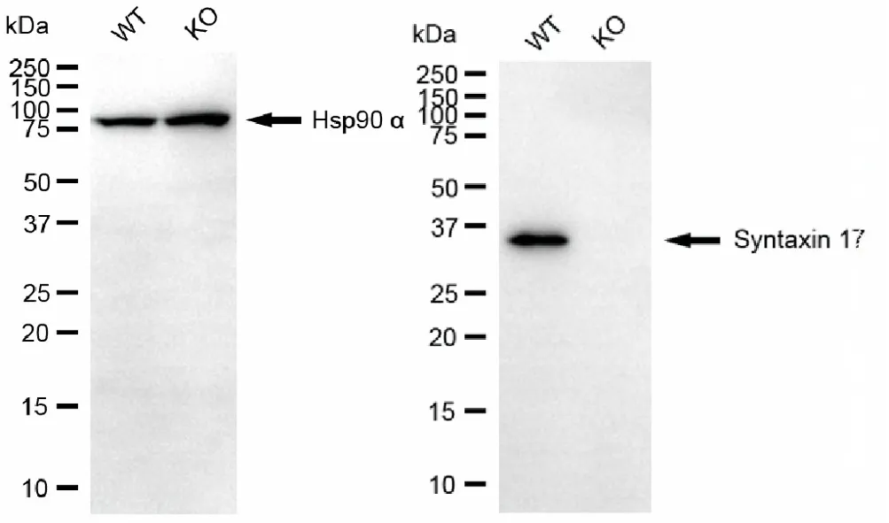 KO-Validated Syntaxin 17 Mouse Monoclonal Antibody