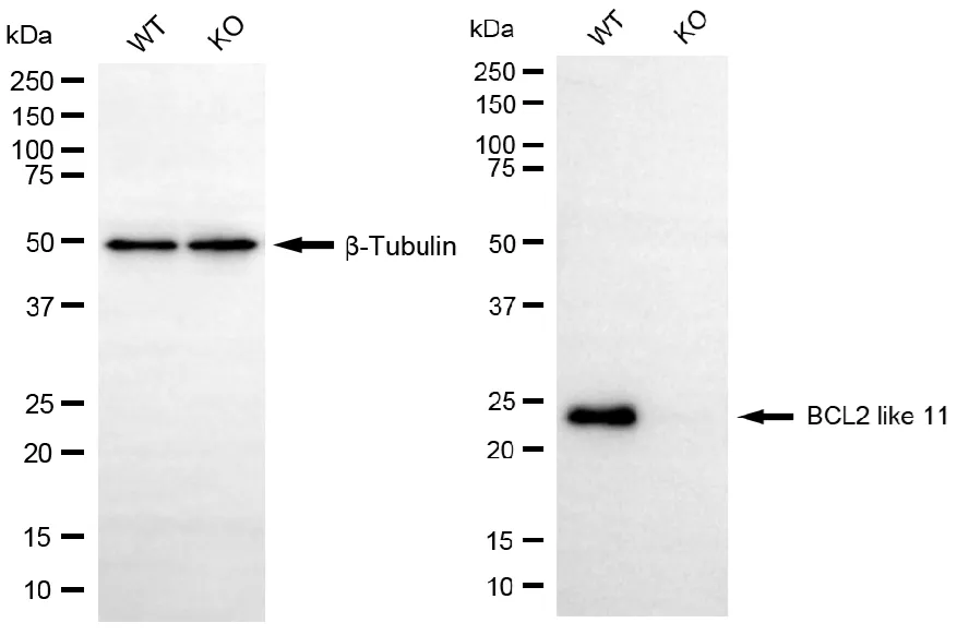 KO-Validated BCL2 Like 11 Recombinant Rabbit Monoclonal Antibody