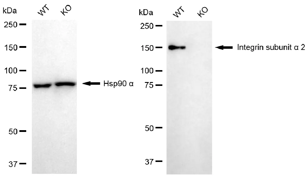 KO-Validated Integrin Subunit Alpha 2 Recombinant Rabbit Monoclonal Antibody