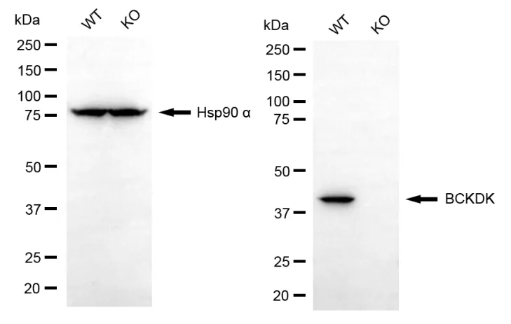 KO-Validated BCKDK Rabbit Polyclonal Antibody