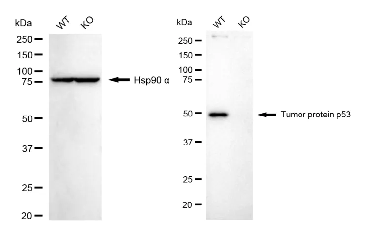 KO-Validated Tumor Protein P53 Rabbit Polyclonal Antibody
