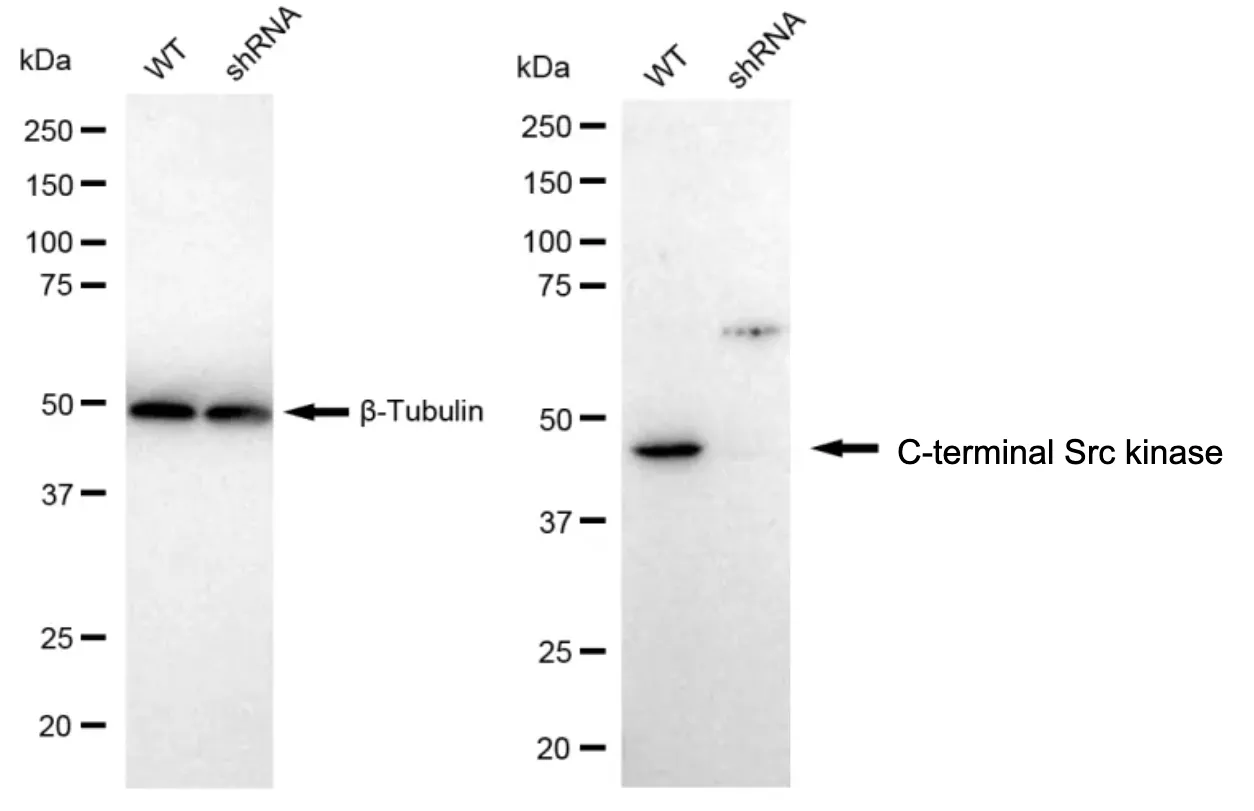 KD-Validated C-Terminal Src Kinase Recombinant Rabbit Monoclonal Antibody
