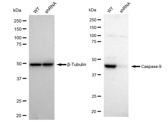 KD-Validated Caspase-9 Recombinant Rabbit Monoclonal Antibody
