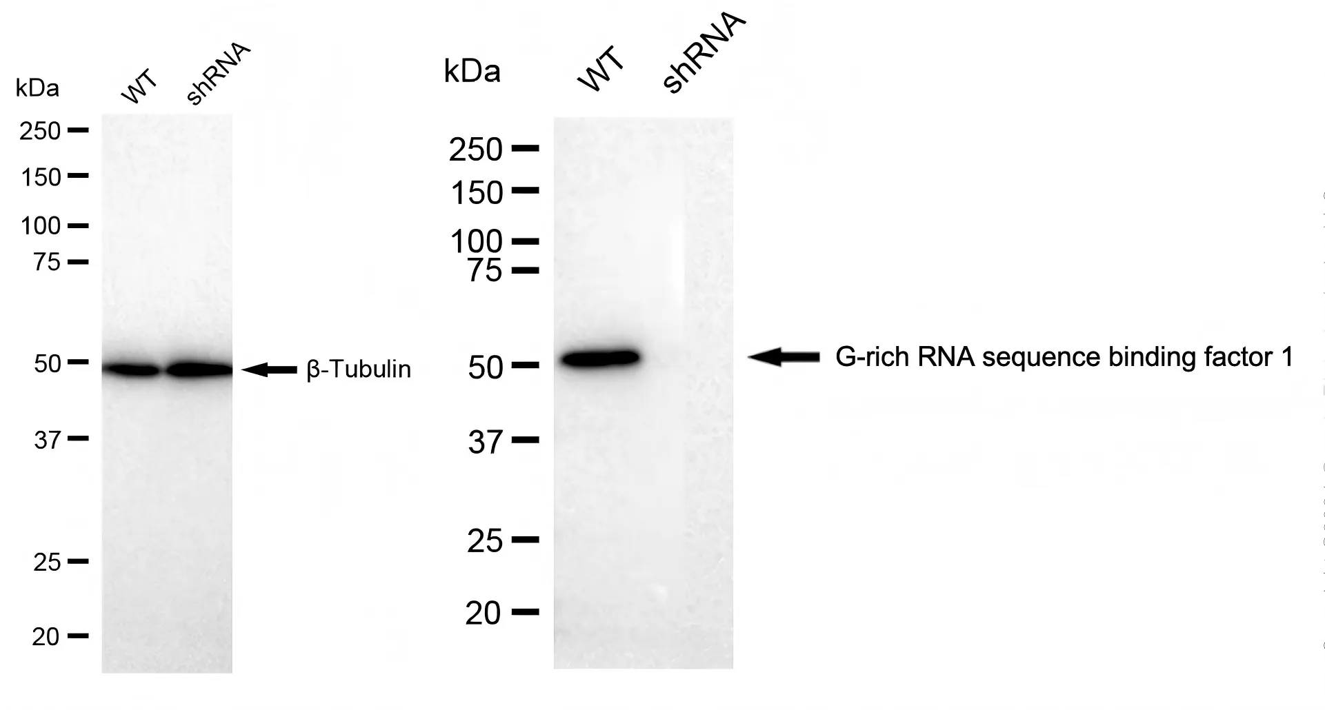 KD-Validated G-Rich RNA Sequence Binding Factor 1 Recombinant Rabbit Monoclonal Antibody