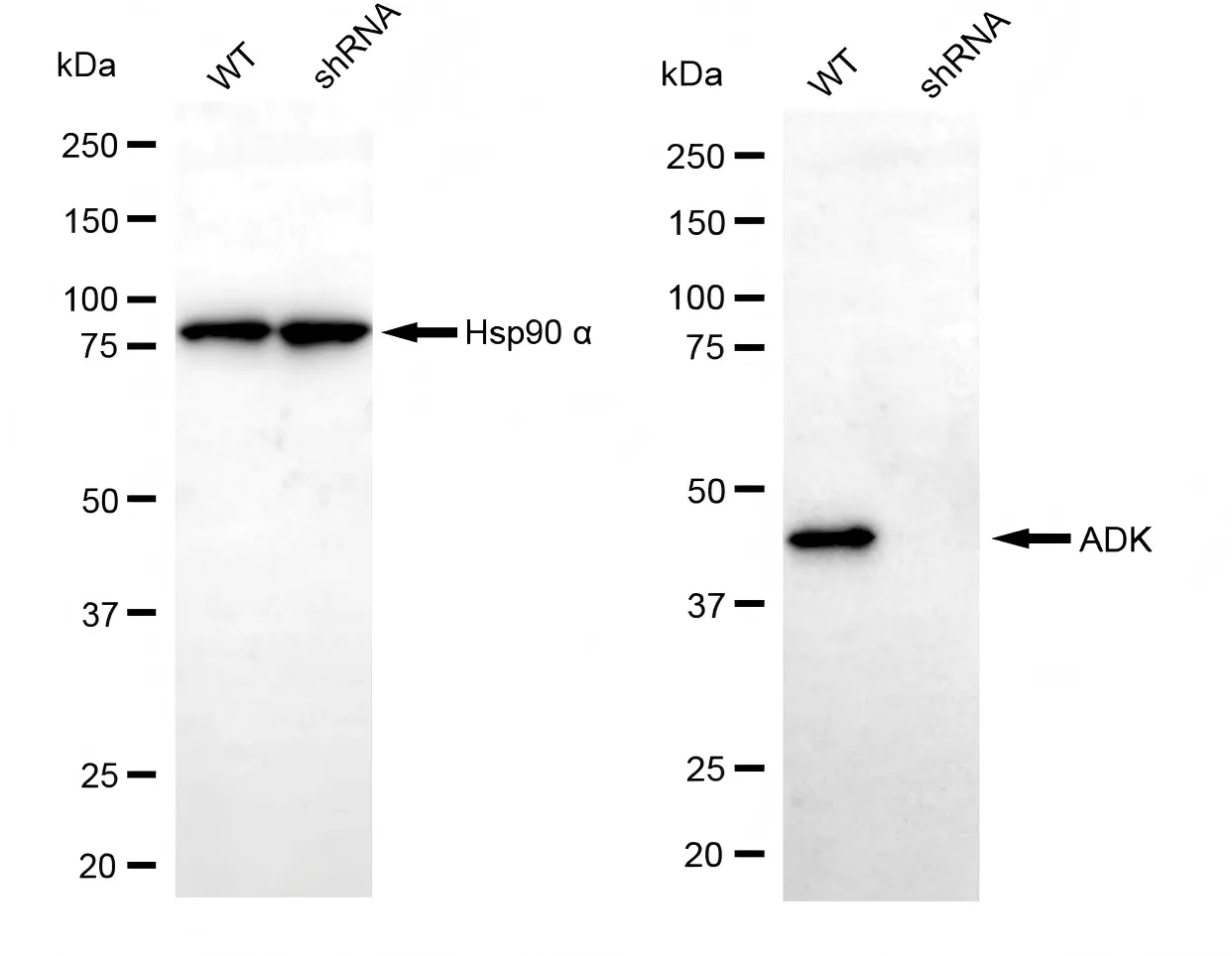 KD-Validated ADK Recombinant Rabbit Monoclonal Antibody
