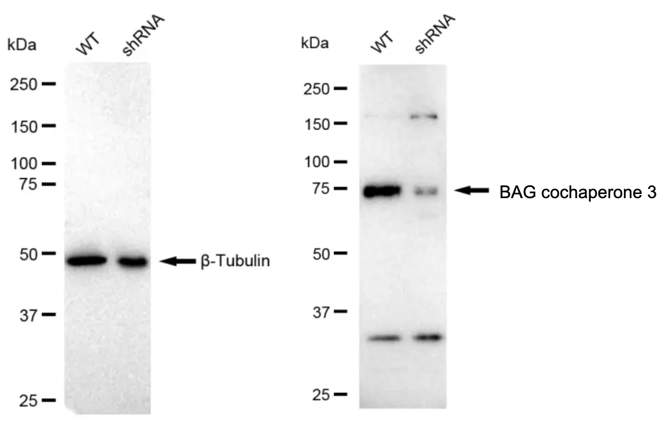KD-Validated BAG Cochaperone 3 Recombinant Rabbit Monoclonal Antibody
