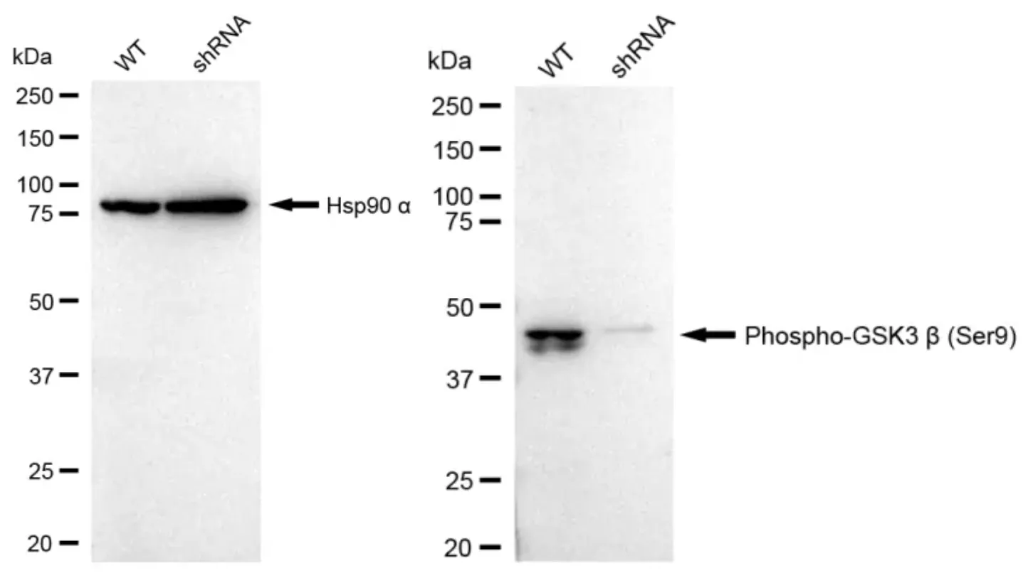 KD-Validated Phospho-GSK3 Beta (Ser9) Recombinant Rabbit Monoclonal Antibody