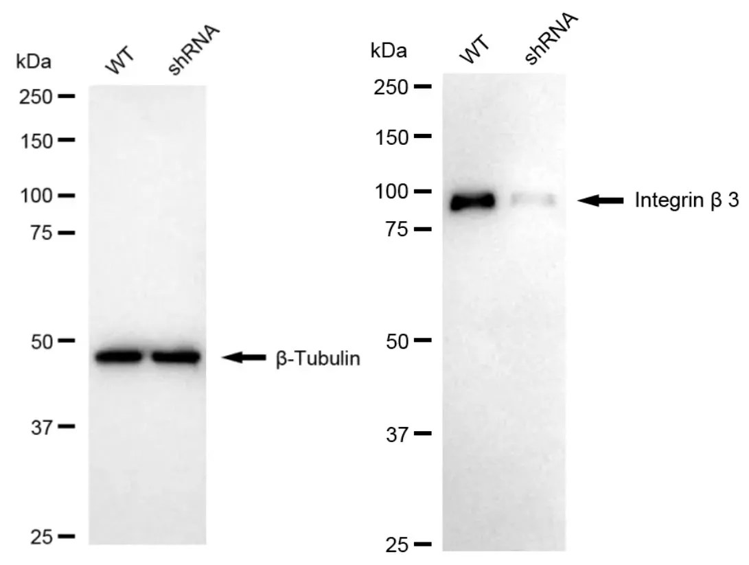 KD-Validated Integrin Beta 3 Recombinant Rabbit Monoclonal Antibody